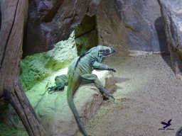 Haus des Meeres 4.02.2026